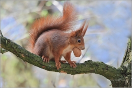 <p>VEVERKA OBECNÁ (Sciurus vulgaris) /Red squirrel - Eichhörnchen/</p>